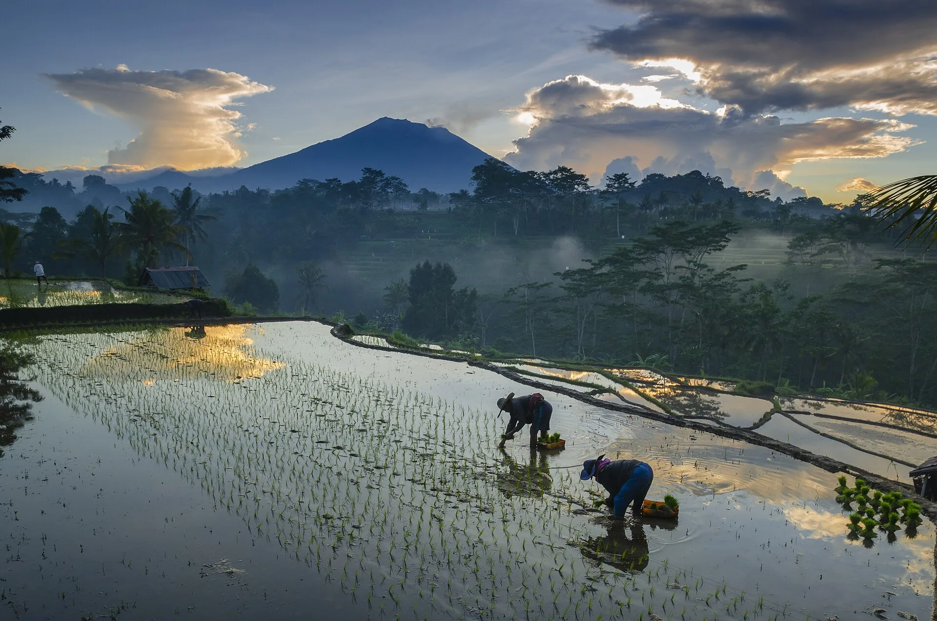 Rows of crops in a smart-farming field at sunrise