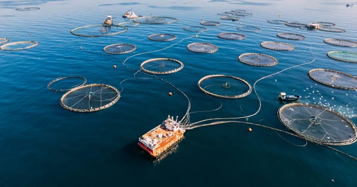 Aquaculture ponds and floating cages used for fish farming